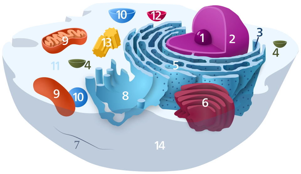 animal cell