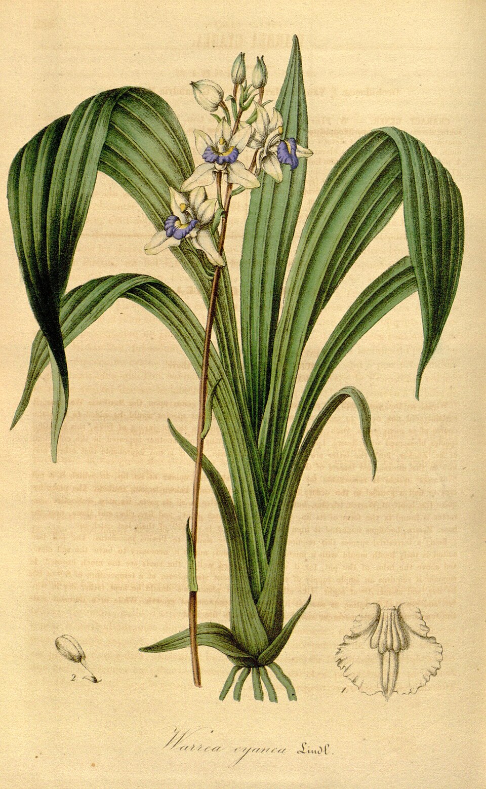 Acacallis
