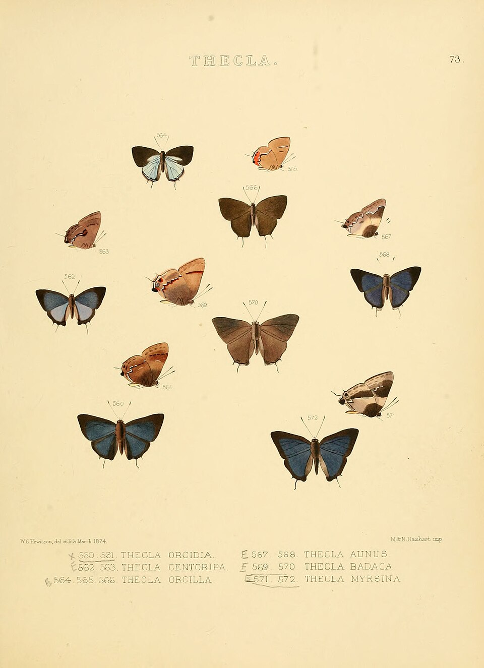 Lamprospilus
