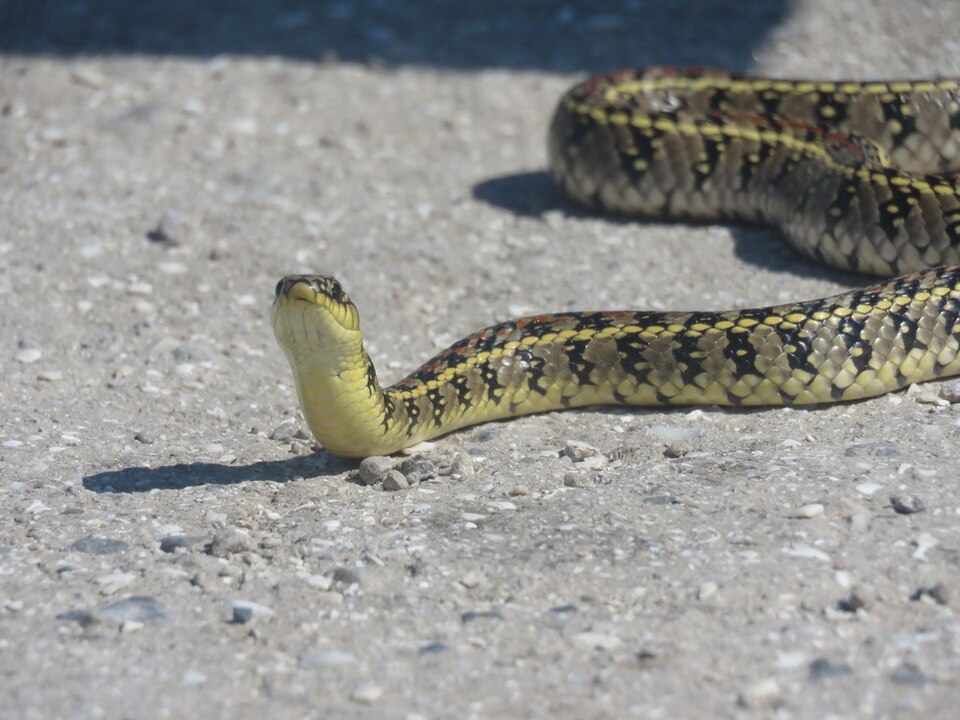 Lygophis anomalus