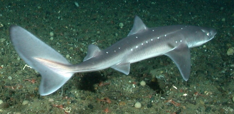 Squalomorphi