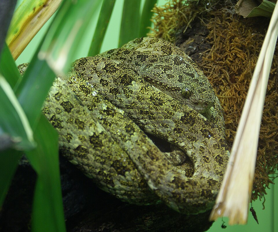 Bothriopsis