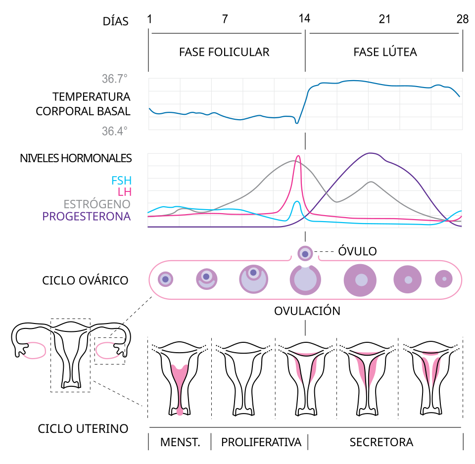 menstruation