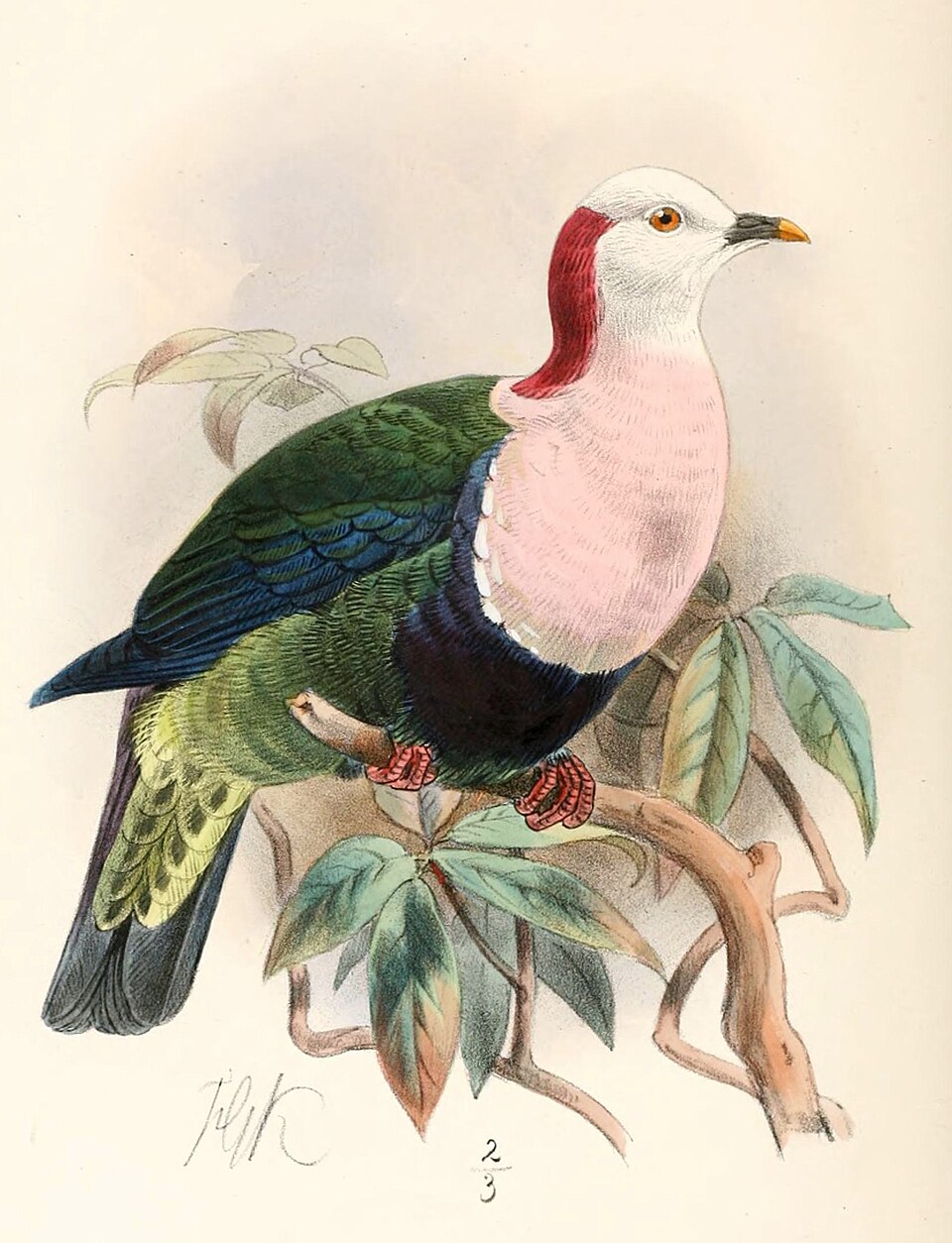 Red-naped Fruit Dove