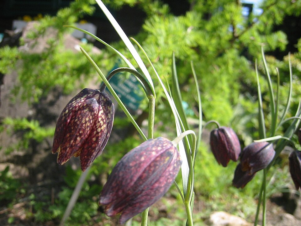 Fritillaria