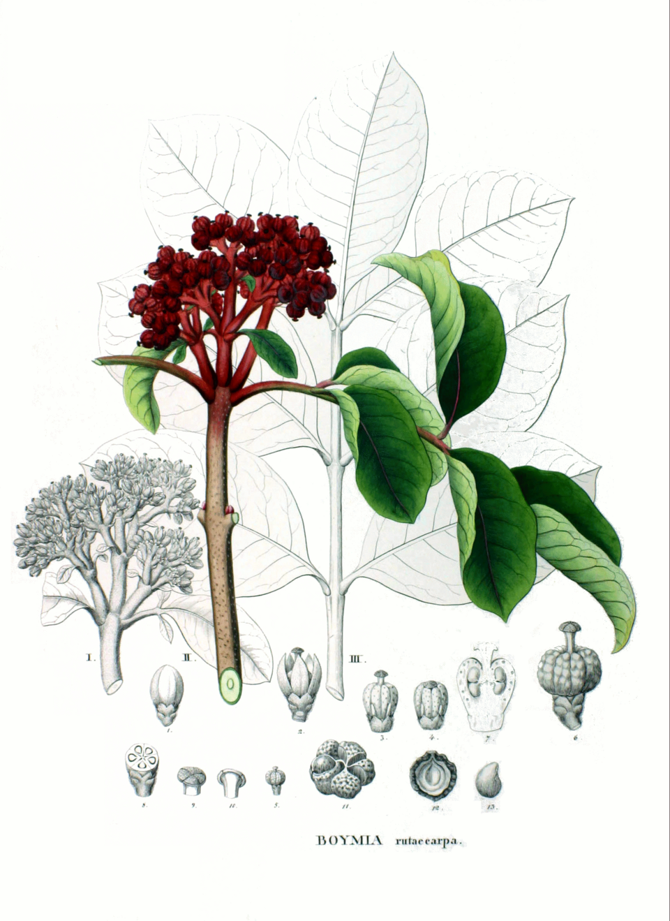 Tetradium ruticarpum