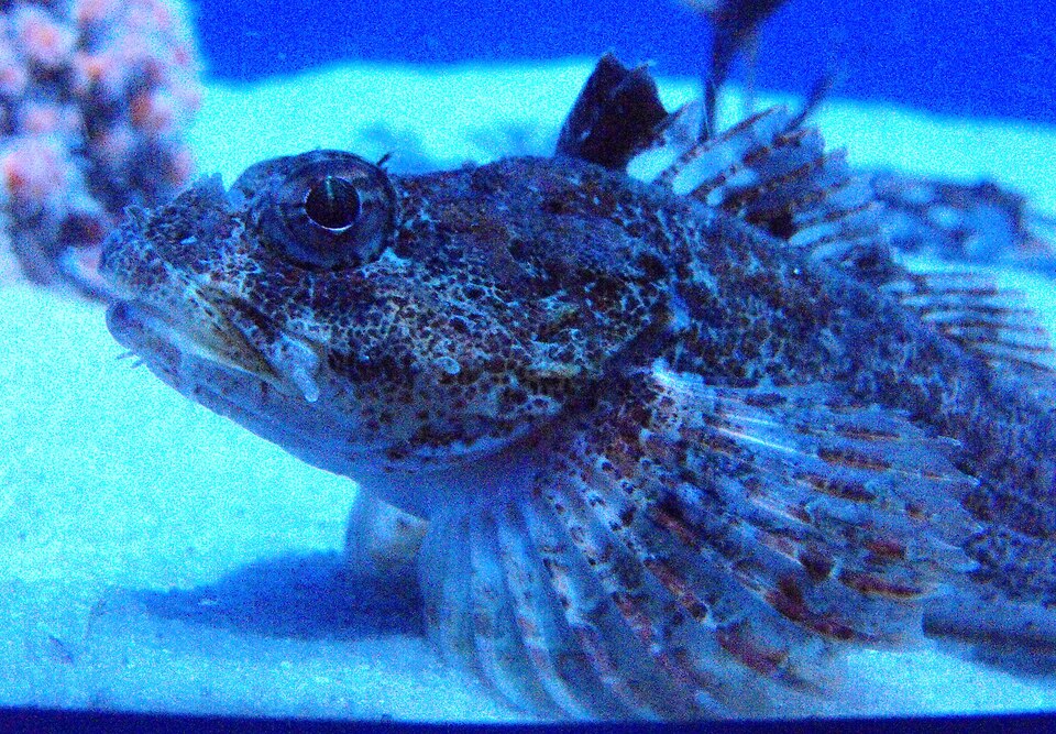 Artedius fenestralis