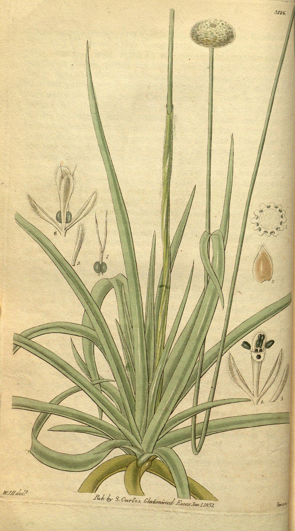 Eriocaulaceae
