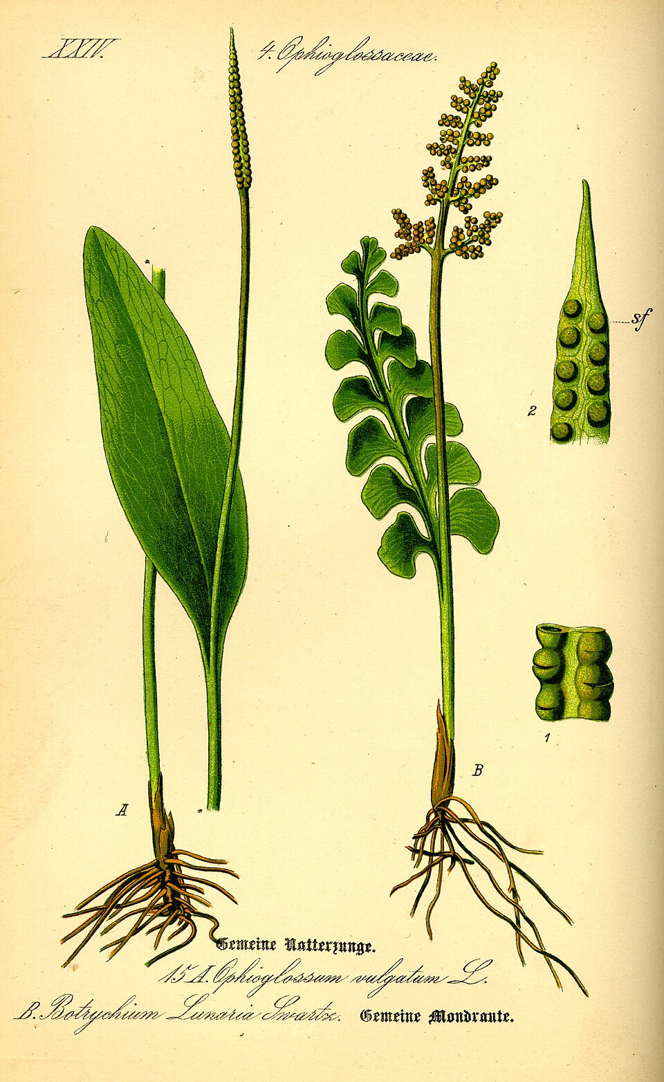 Psilotopsida
