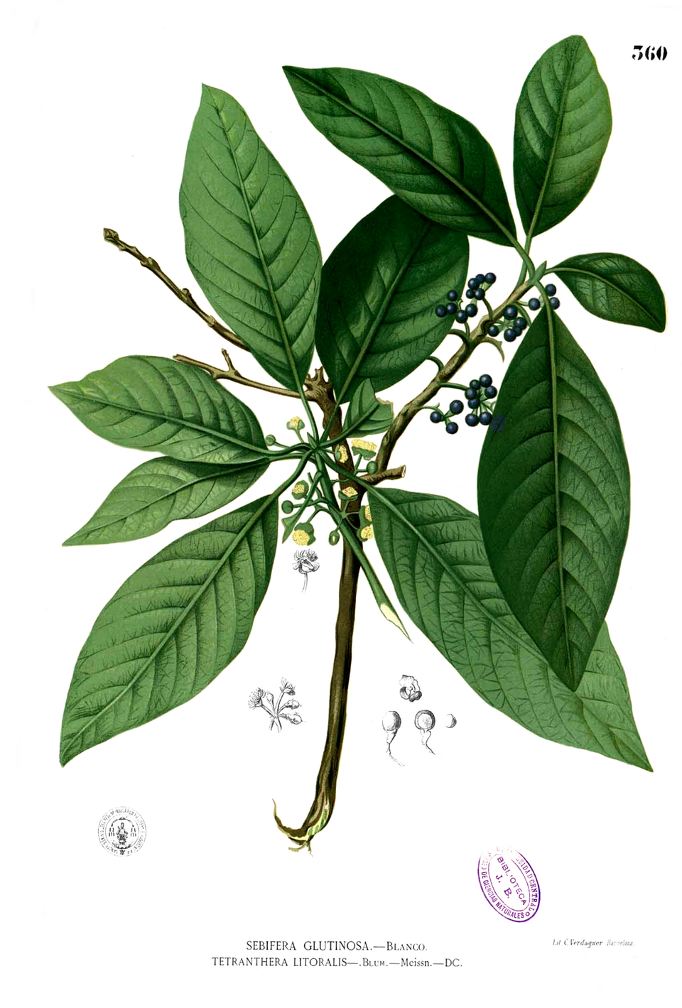 Litsea glutinosa
