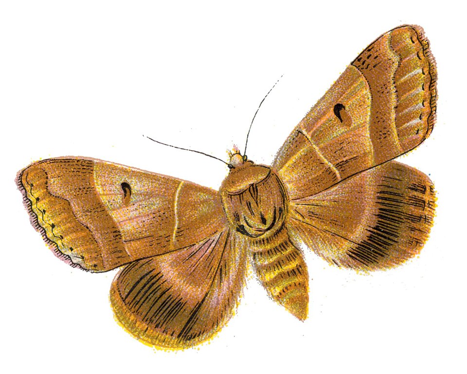 Minucia lunaris