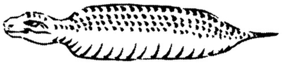 Tsuchinoko