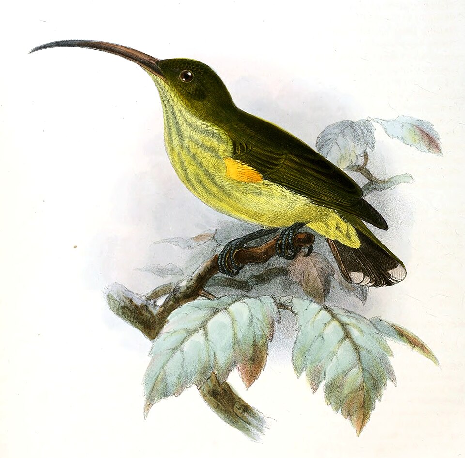 Long-billed Spiderhunter