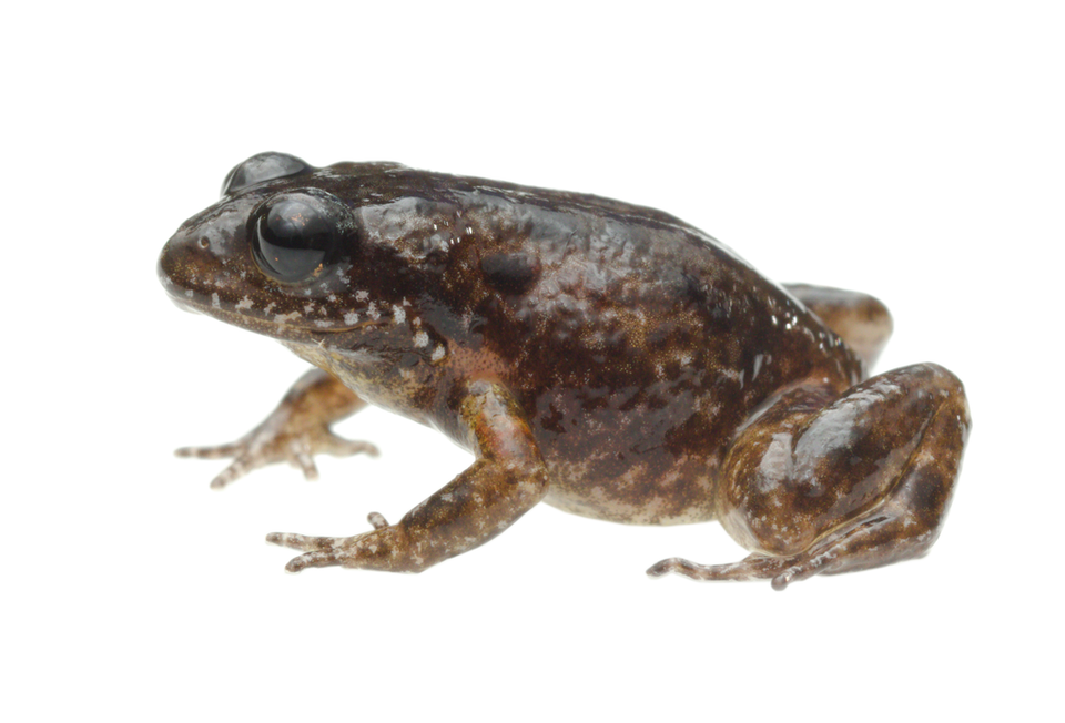 Arthroleptella subvoce