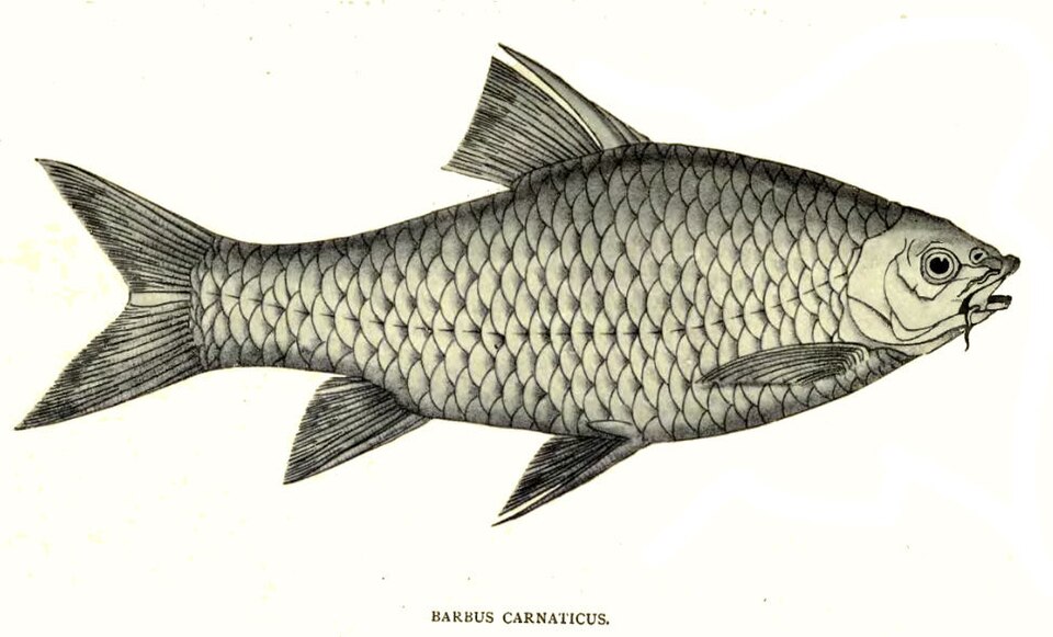 Carnatic Carp