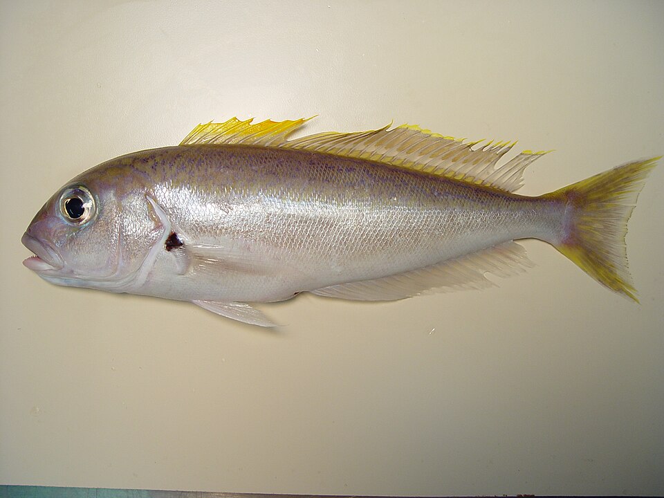 Caulolatilus cyanops