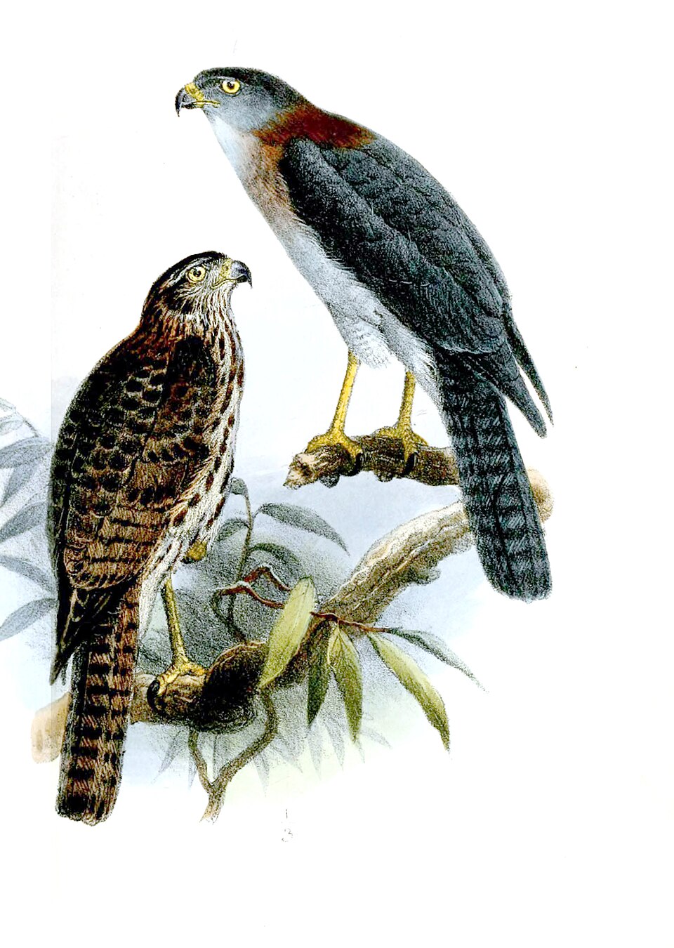 Rufous-necked Sparrowhawk