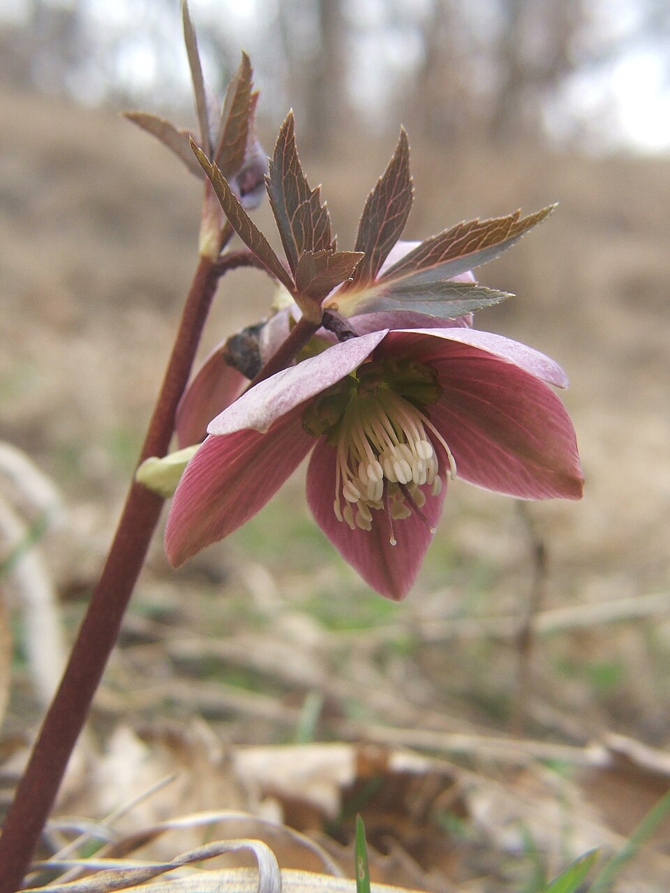 Helleborus purpurascens