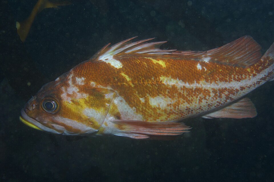 Copper rockfish