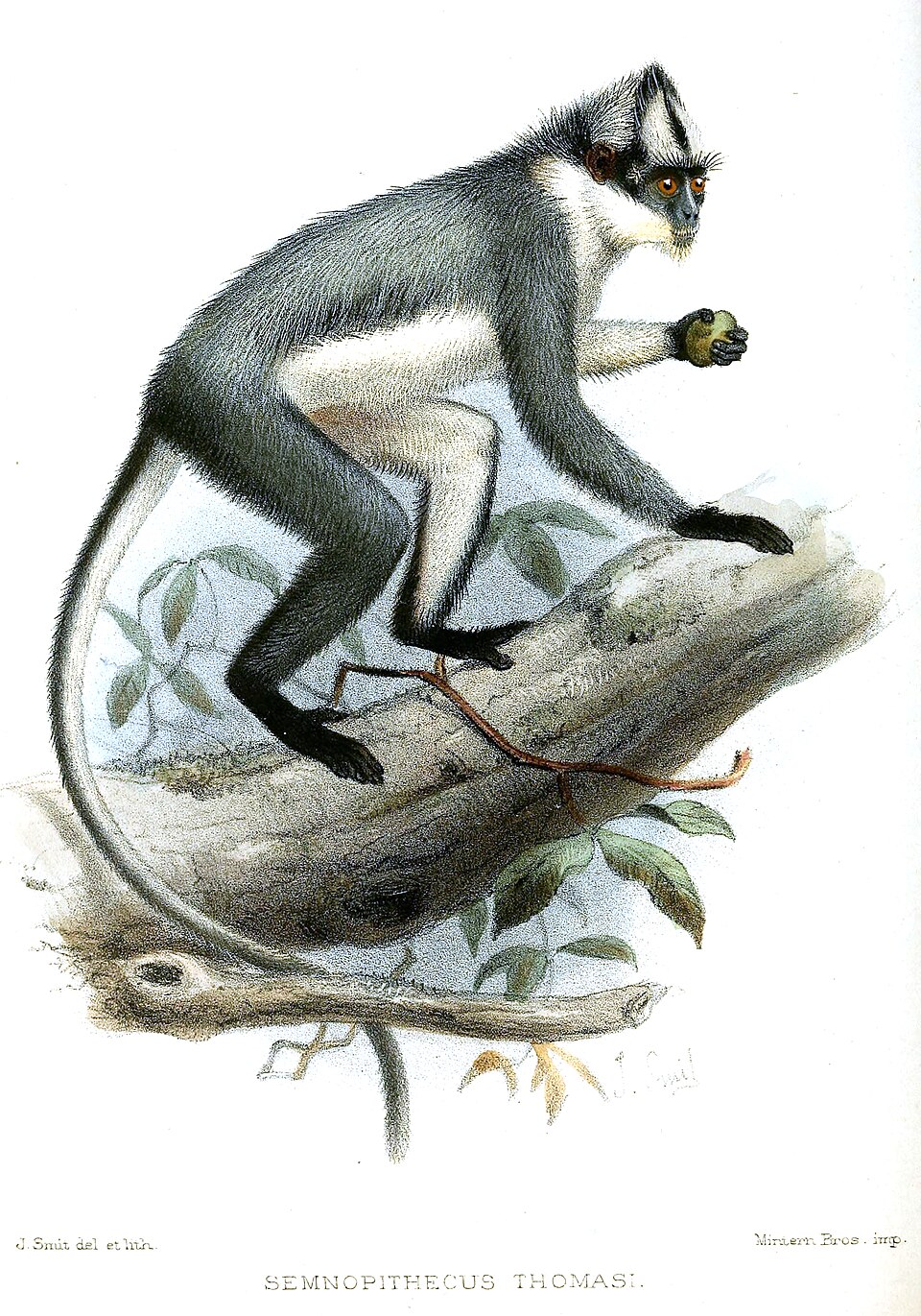 Thomas's langur