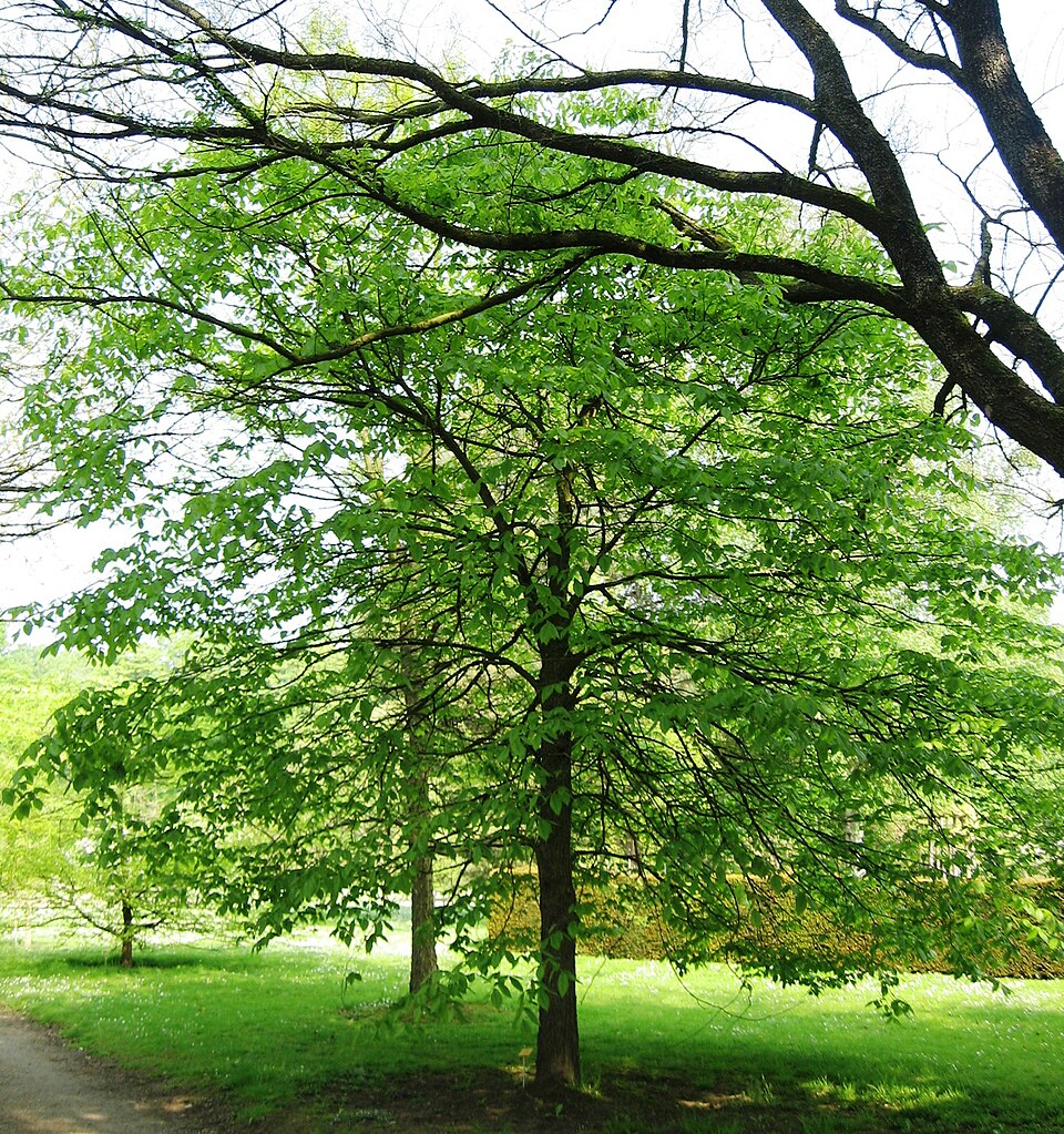 Ulmus thomasii