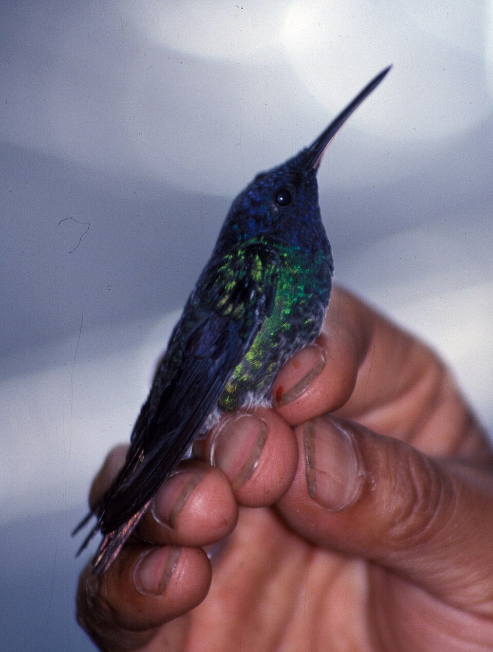 Chrysuronia