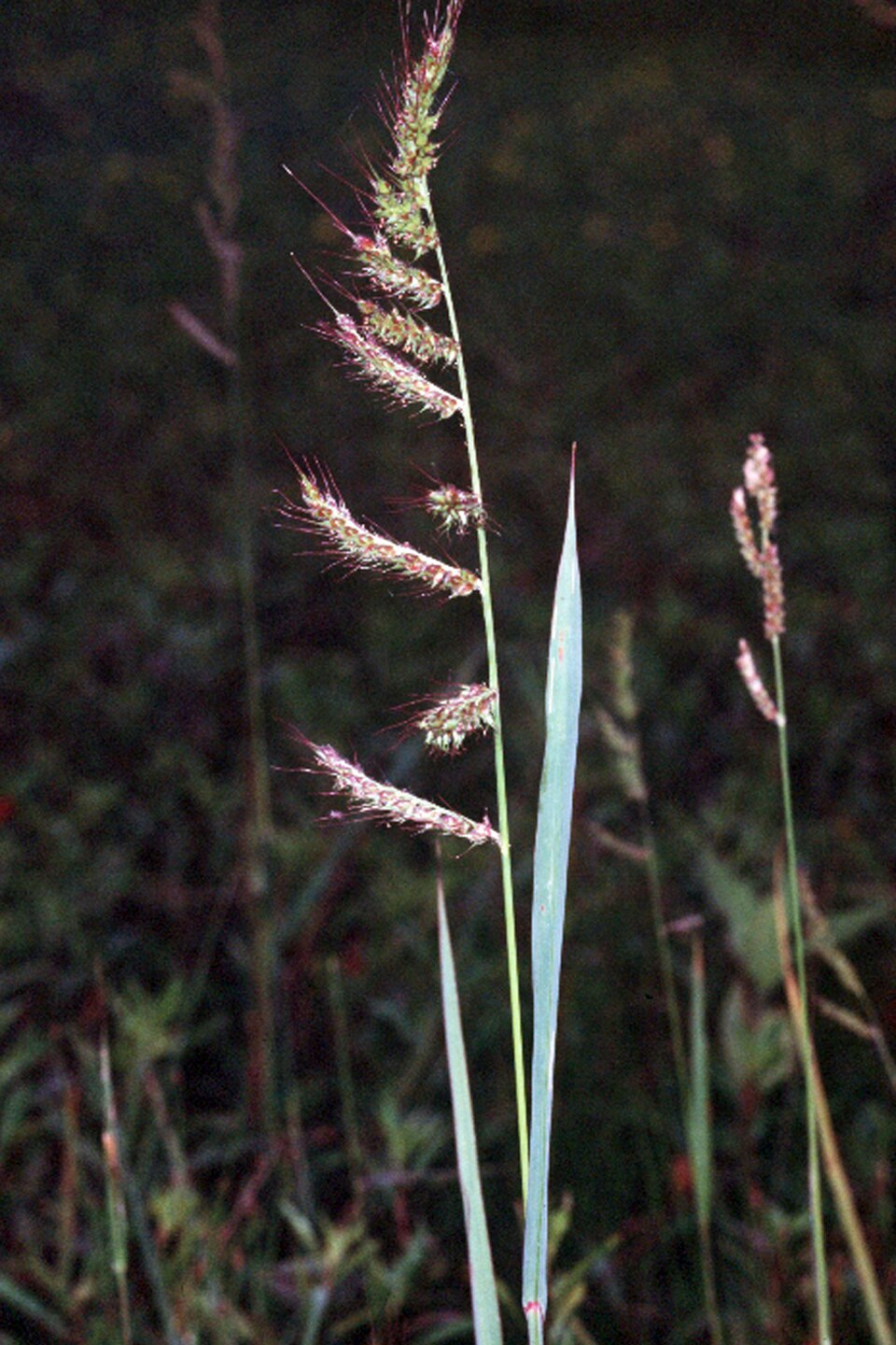 Echinochloa crus-galli