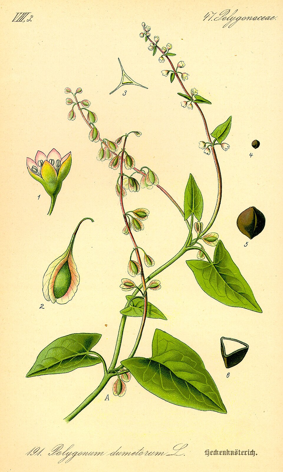 Fallopia