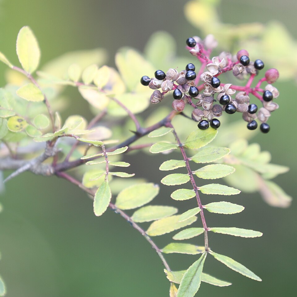 Zanthoxylum schinifolium