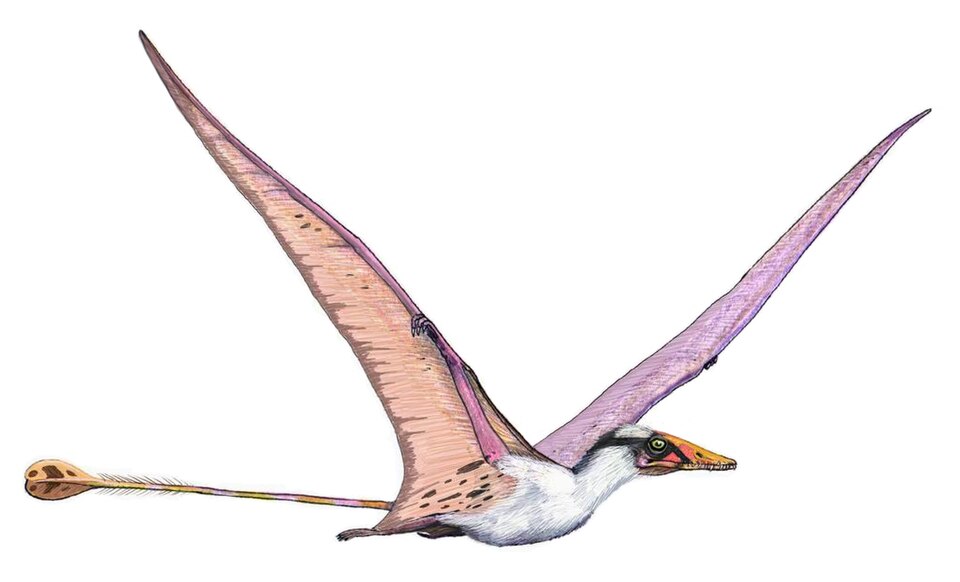 Campylognathoides