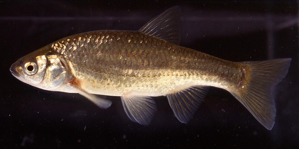 Iberochondrostoma
