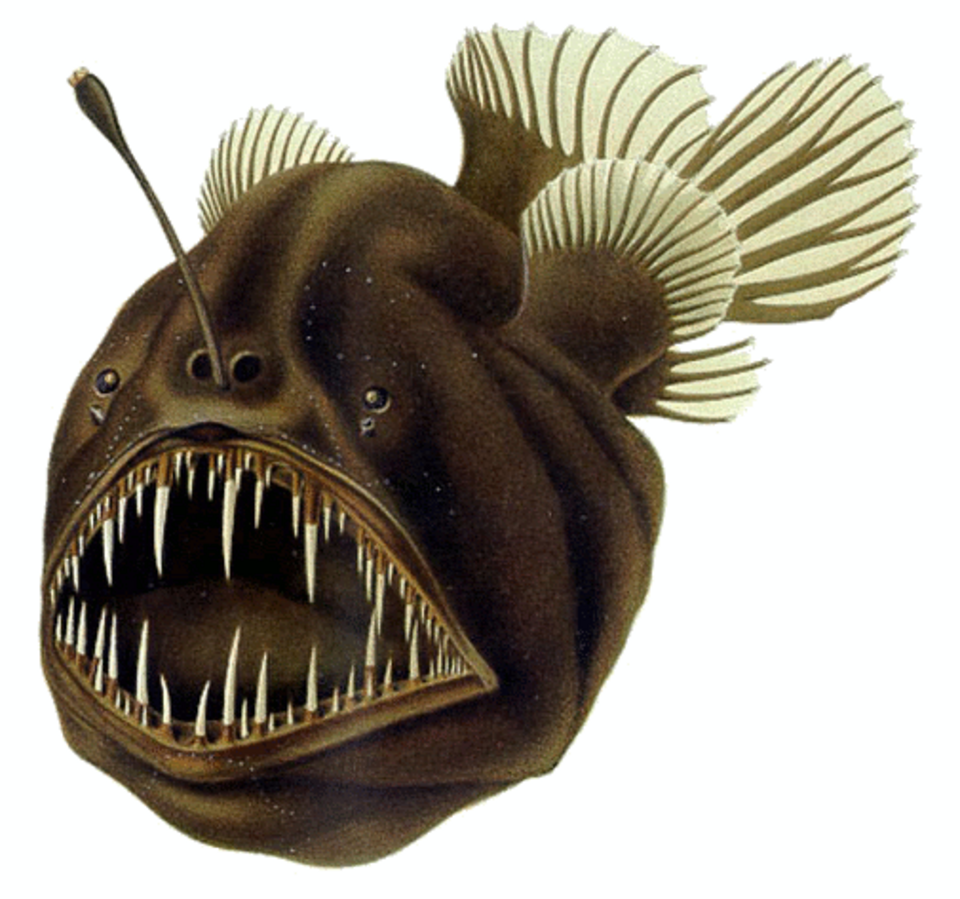 Ceratioidei