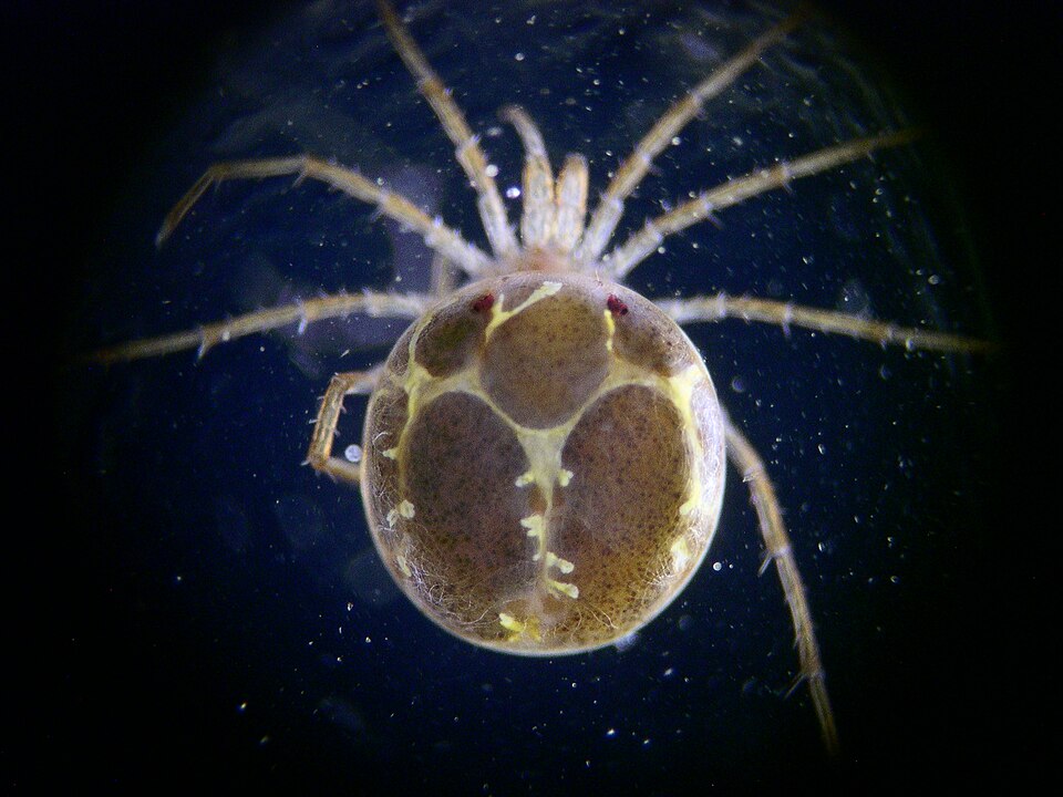 Hygrobatidae