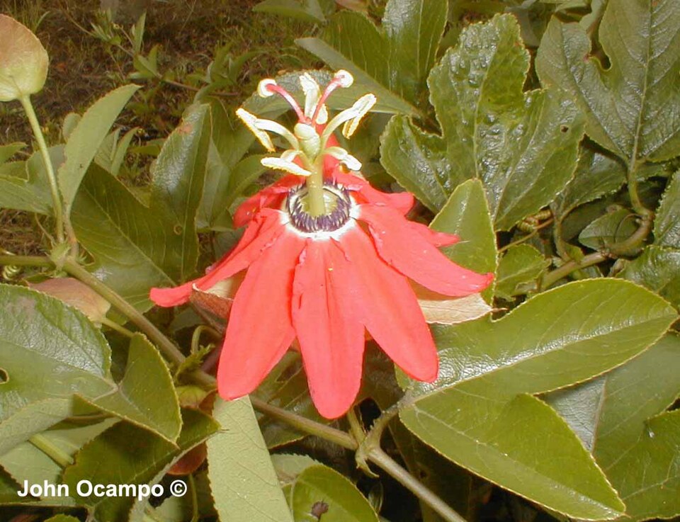 Passiflora manicata