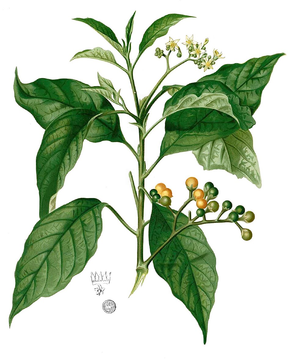 Solanum erianthum