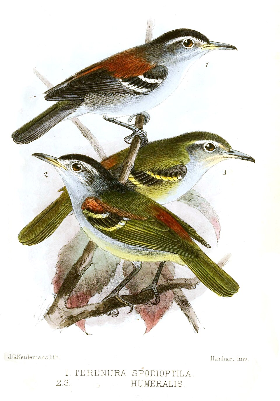 Euchrepomis