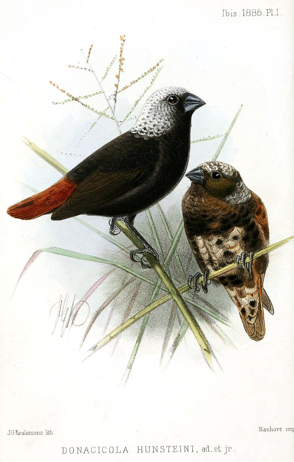 Lonchura hunsteini