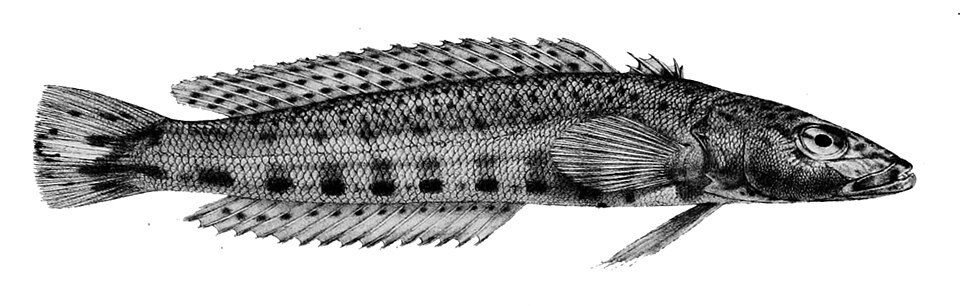 Parapercis xanthozona