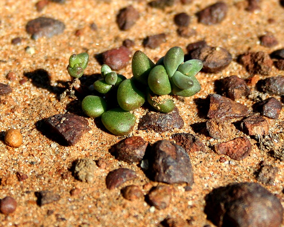 Dudleya
