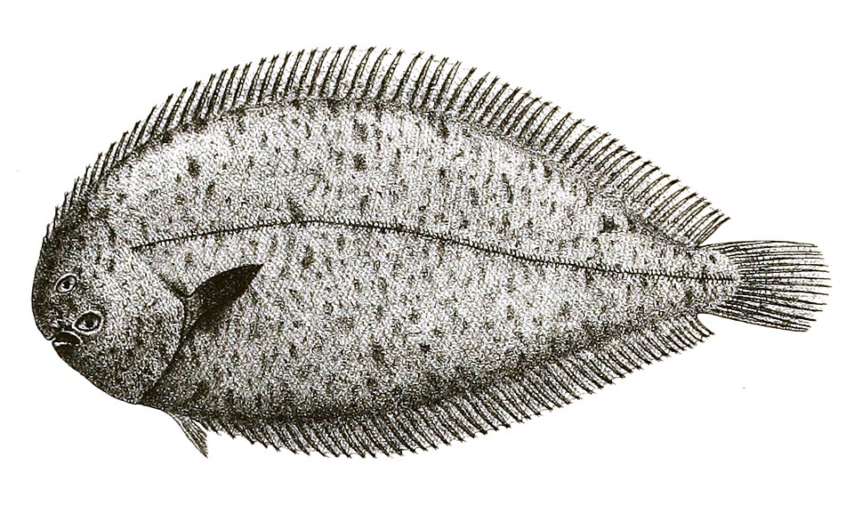 Solea ovata