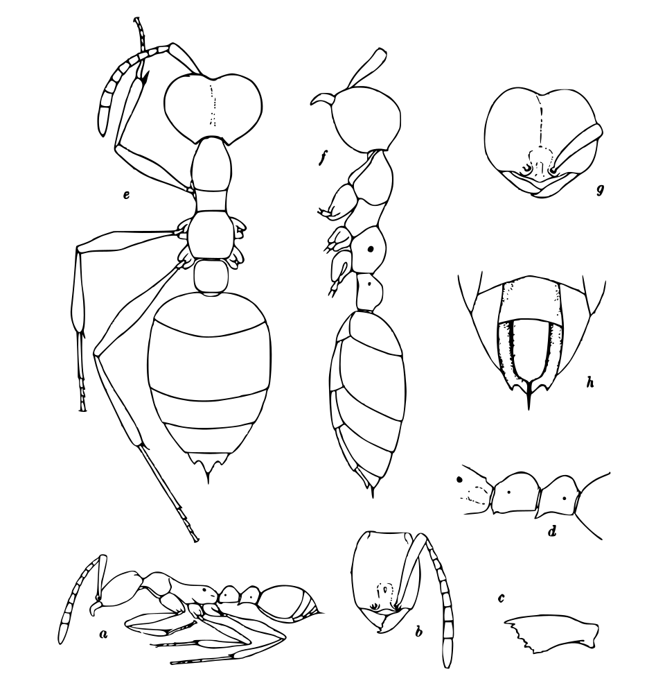 Aenictus gracilis