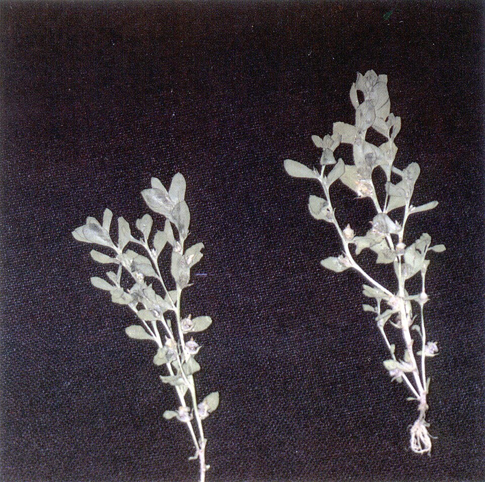 Anagallis minima