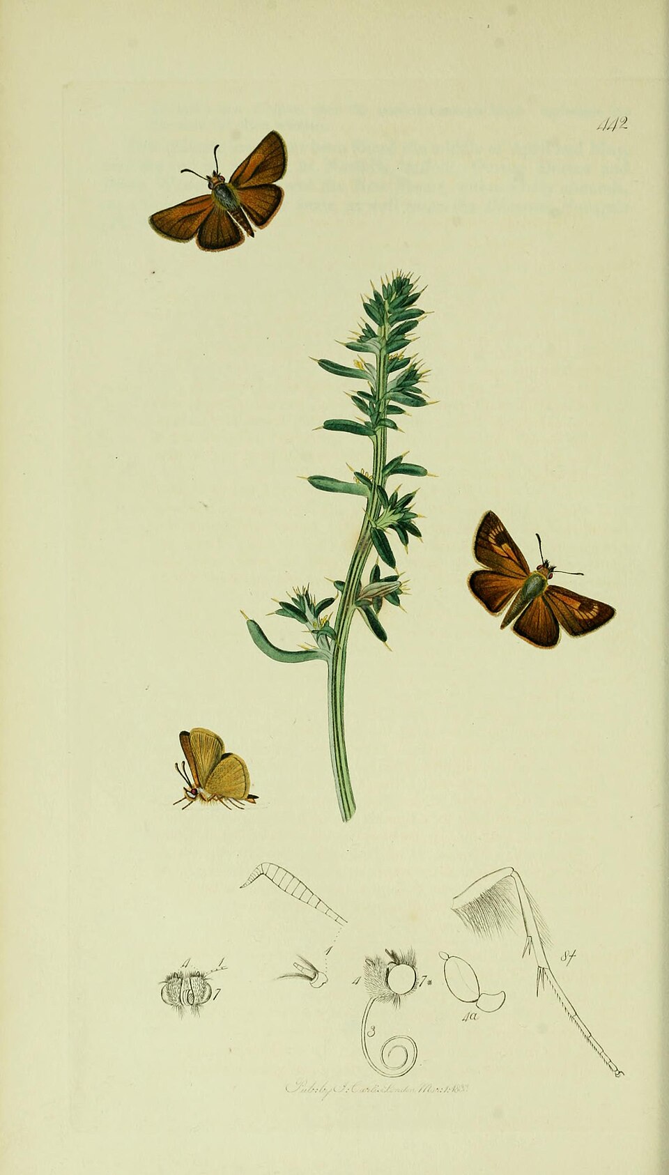 Lulworth Skipper