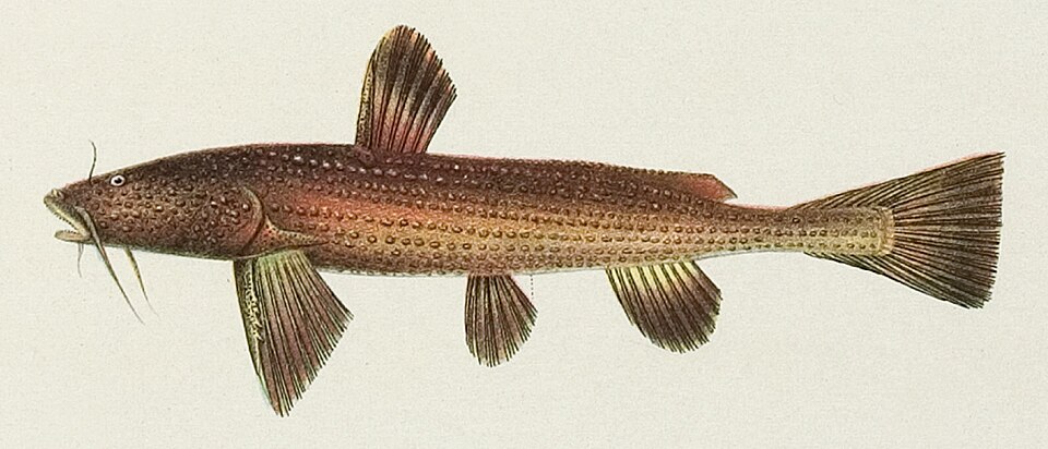 Akysidae