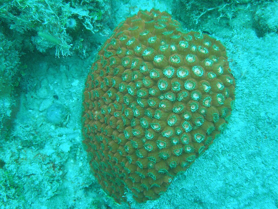 Montastraea