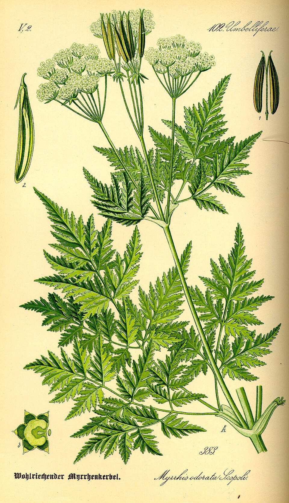 cicely