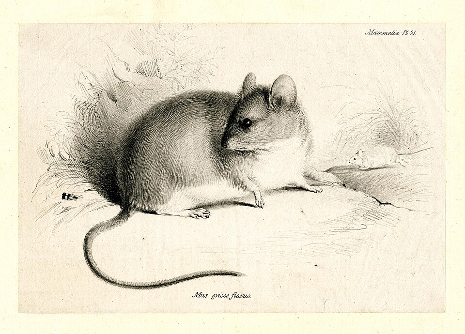 gray leaf-eared mouse