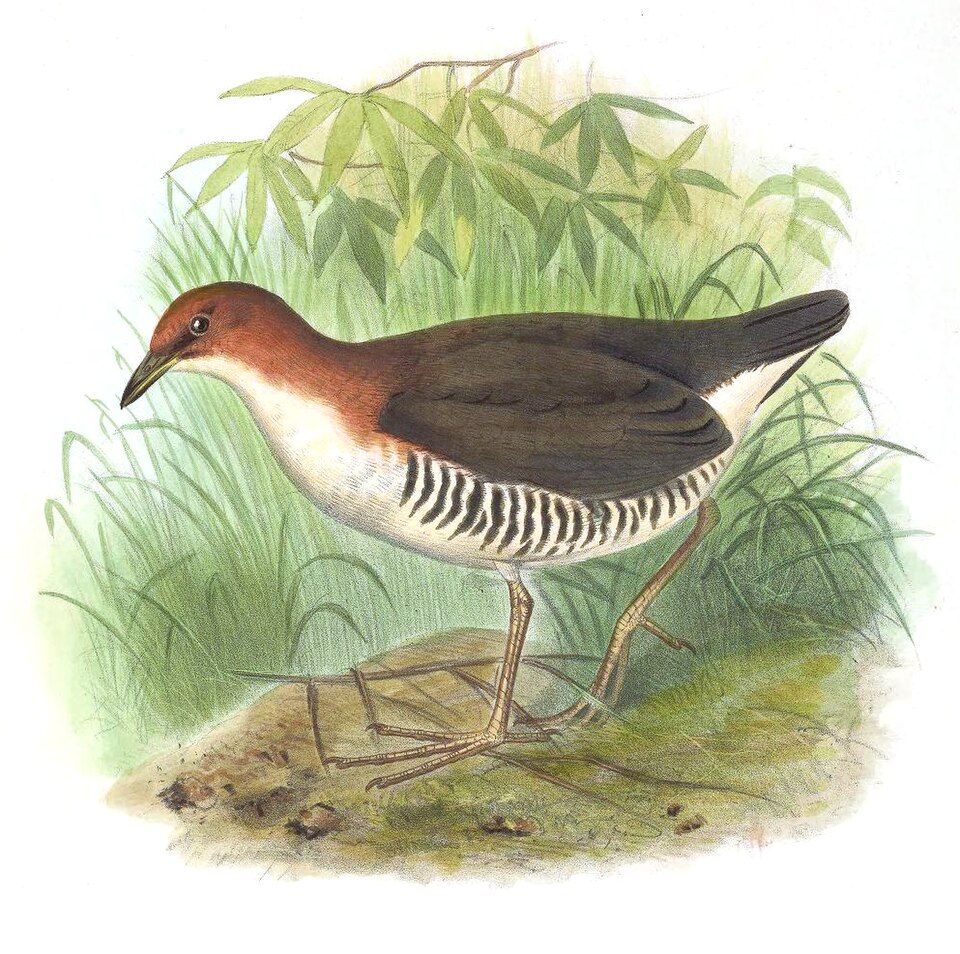 Red-and-white Crake