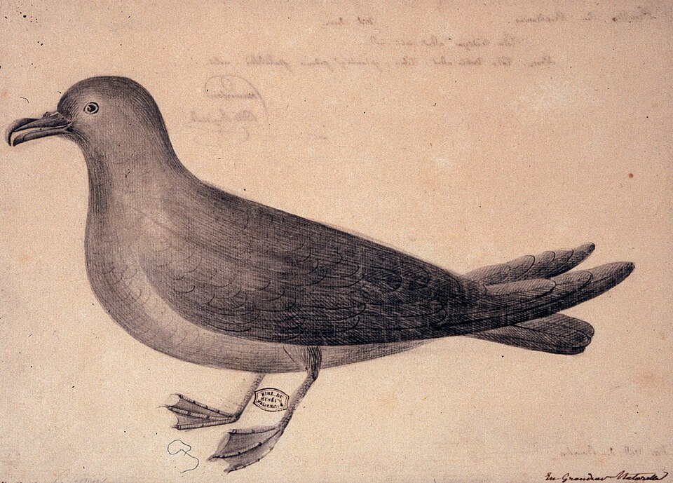 Mascarene Petrel
