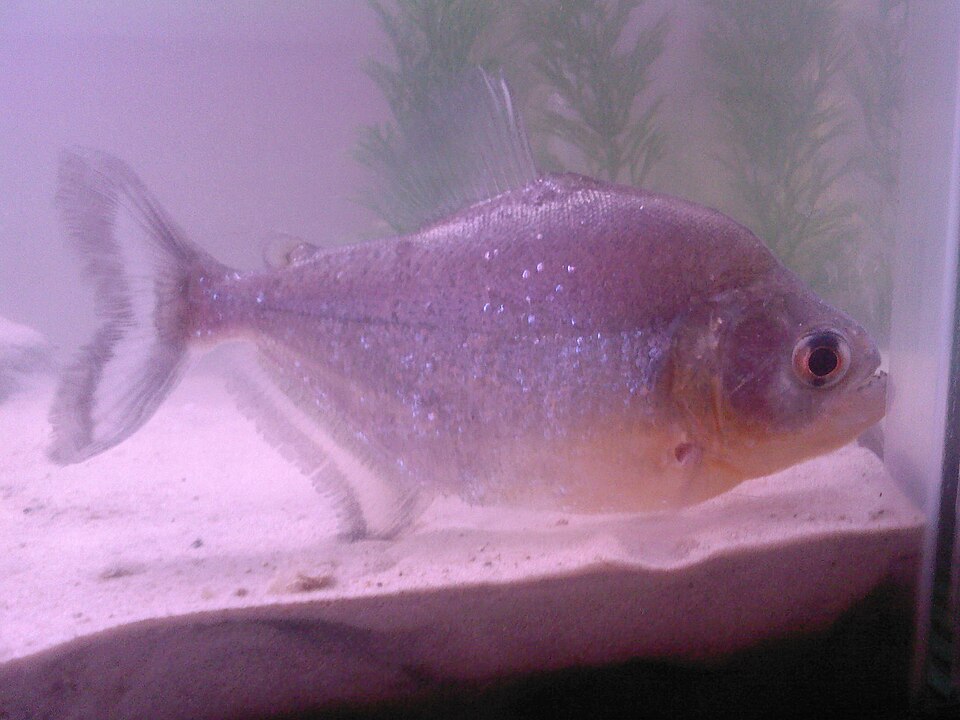 Sharp-snouted Piranha